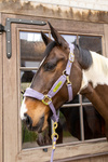 Kantar dla konia Kentucky Horsewear Velvet