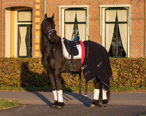 Czaprak ujeżdżeniowy QHP Q Friesian