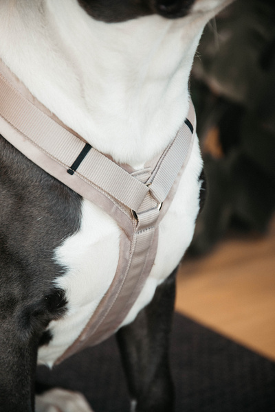 Szelki dla psa Kentucky Dogwear Active Velvet