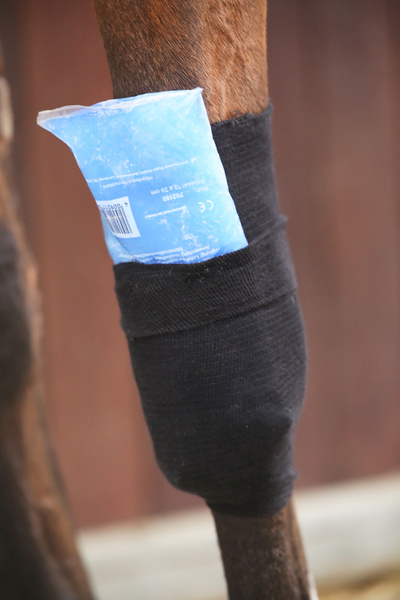 Skarpeta chroniąca przed obtarciami, zabrudzeniami i infekcjami Kentucky Horsewear Tendon Grip Sock