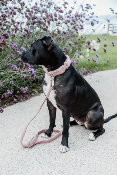 Smycz dla psa Kentucky Dogwear Teddy - 120 cm