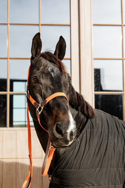 Kantar dla konia Kentucky Horsewear Plaited Nylon