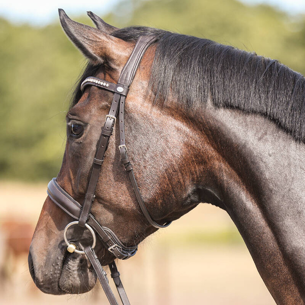 Ogłowie z nachrapnikiem kombinowanym Kavalkade Diana