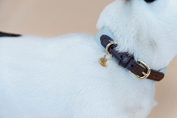 Obroża dla psa Kentucky Dogwear Jacquard