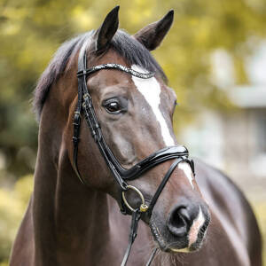 Ogłowie z anatomicznym nachrapnikiem Kavalkade Ivana