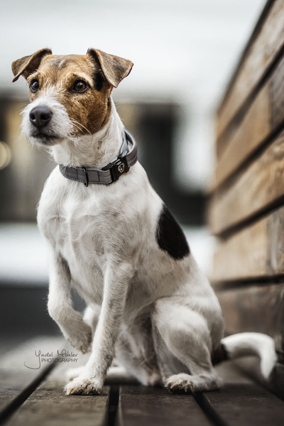 Obroża dla psa Kentucky Dogwear Reflective