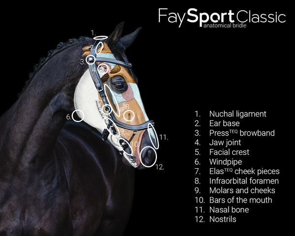 Ogłowie anatomiczne PresTeq FaySport