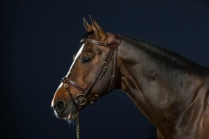 Ogłowie z cofniętą potylicą Dy'on D Collection Difference DYGXAU