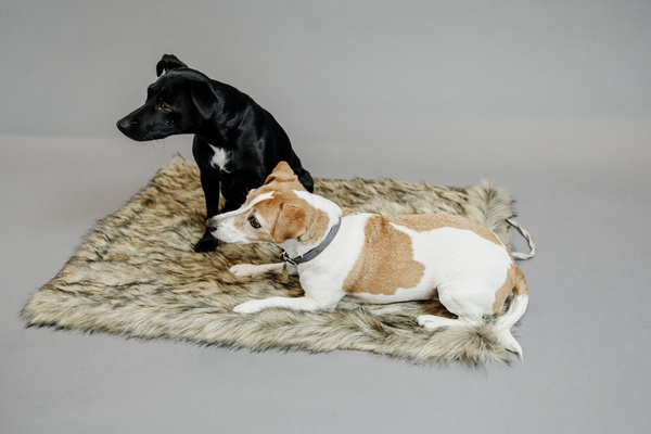 Legowisko dla psa Kentucky Dogwear Fuzzy Blanket To Go