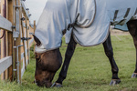 Derka siatkowa przeciw owadom z kapturem dla koni z egzemą Kentucky Horsewear Eczema Rug