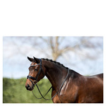 Ogłowie anatomiczne z nachrapnikiem kombinowanym ANKY®