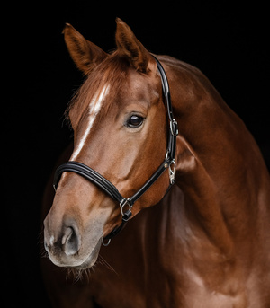 Kantar skórzany Waldhausen Classy