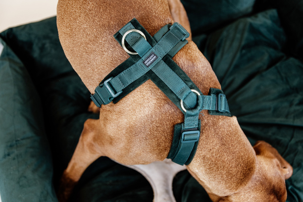 Szelki dla psa Kentucky Dogwear Active Velvet