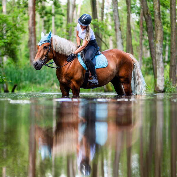 Czaprak wszechstronny York Andrea