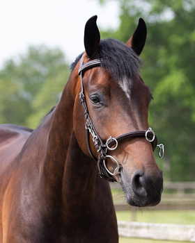 Kawecan skórzany QHP