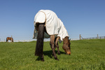 Derka siatkowa przeciw owadom Kentucky Horsewear Multifunctional Summer Sheet