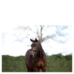 Ogłowie anatomiczne z nachrapnikiem szwedzkim ANKY® Comfort Fit Combined