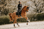 Czaprak ujeżdżeniowy Kentucky Horsewear Glitter Stone