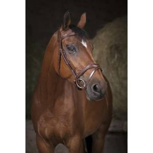 Ogłowie z nachrapnikiem kombinowanym Norton Pro Dark