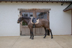 Czaprak ujeżdżeniowy Kentucky Horsewear Softshell Onion Quilt