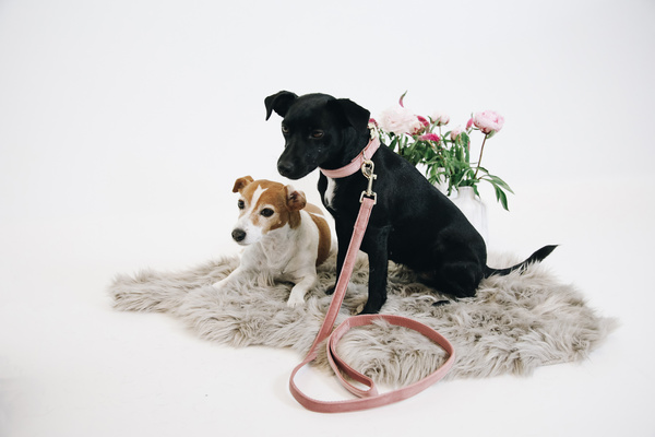 Smycz dla psa Kentucky Dogwear Velvet - 120 cm