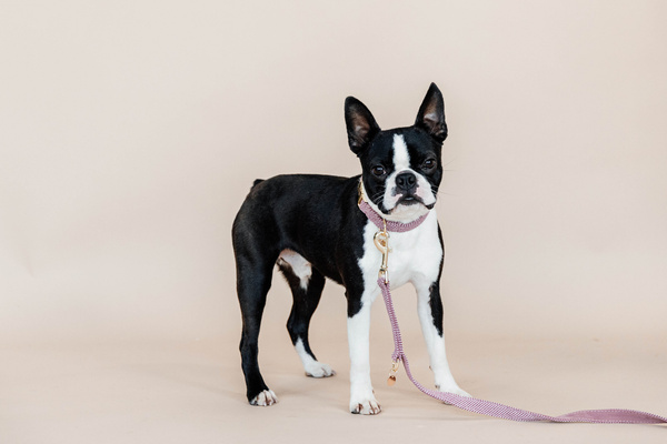 Obroża dla psa Kentucky Dogwear Wool