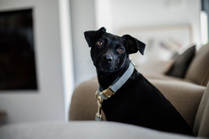 Obroża dla psa Kentucky Dogwear Wool