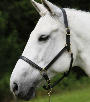 Kantar skórzany Star Robust