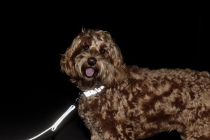 Obroża dla psa Kentucky Dogwear Reflective