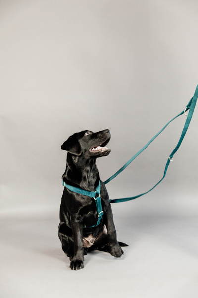 Szelki dla psa Kentucky Dogwear Loop Velvet