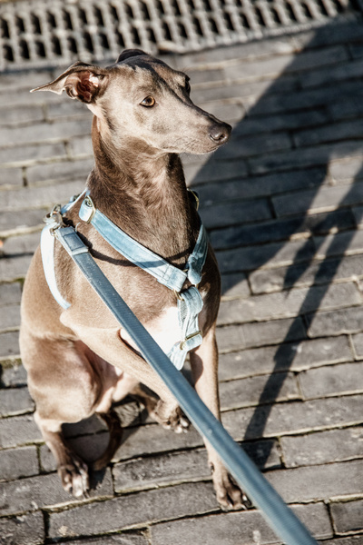 Szelki dla psa Kentucky Dogwear Loop Velvet