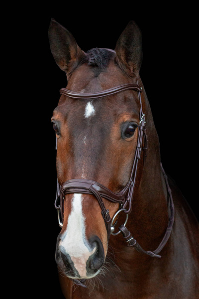 Ogłowie z nachrapnikiem kombinowanym Schockemöhle Sports Ancona Select