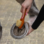 Zestaw do czyszczenia konia QHP Royal