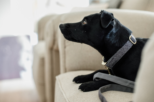 Obroża dla psa Kentucky Dogwear Wool