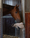 Zabawka do boksu QHP Horse Toy