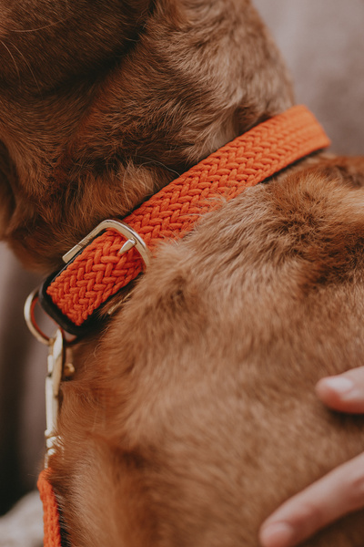 Obroża dla psa Kentucky Dogwear Plaited Nylon