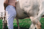Dziewczęce bryczesy jeździeckie z kolanowym lejem silikonowym Kentucky Ridingwear Miami City