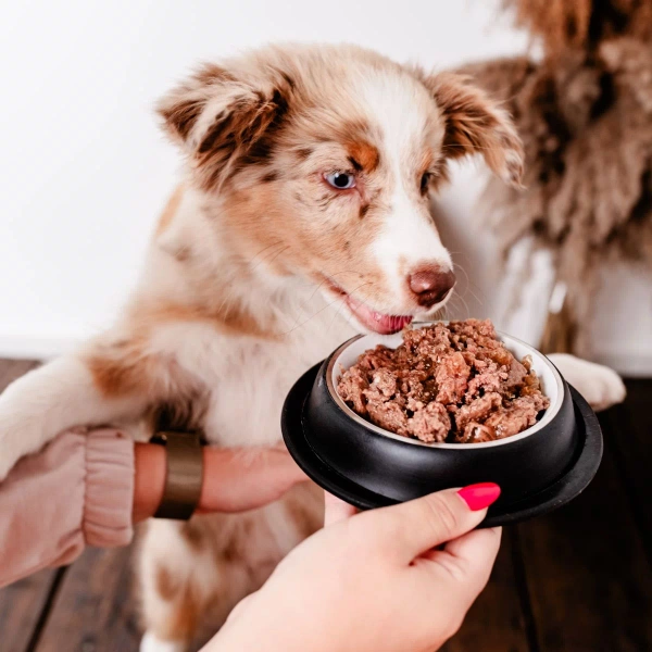 Karma mokra Perro Gourmet - Jeleń z gruszką