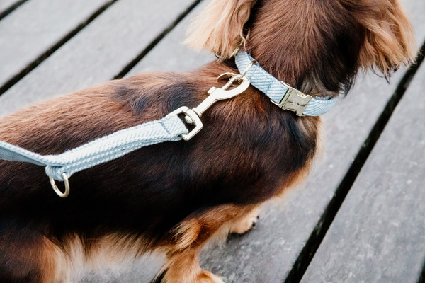 Obroża dla psa Kentucky Dogwear Wool