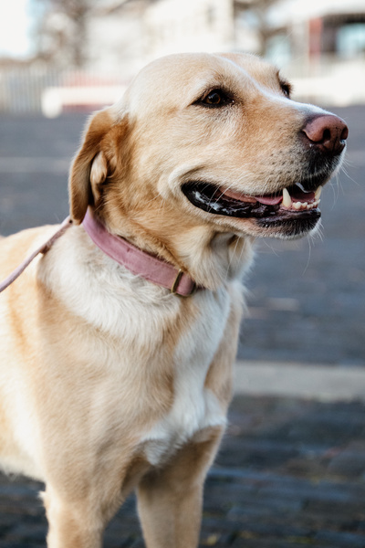 Obroża dla psa Kentucky Dogwear Velvet