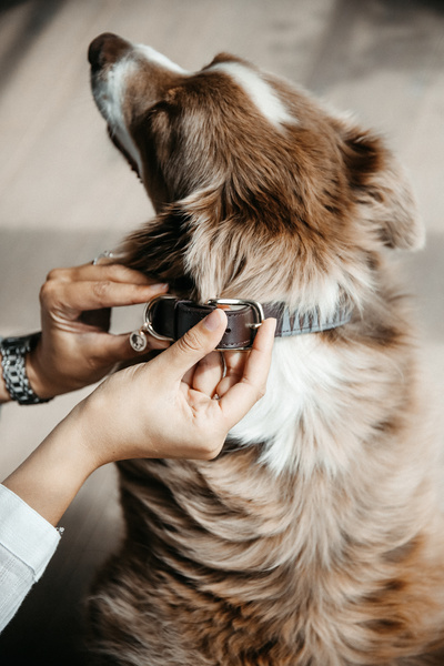 Obroża dla psa Kentucky Dogwear Triangle