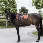 Czaprak skokowy Kentucky Horsewear Classic