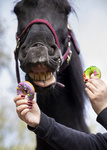 Pączki z lukrem dla koni Candy Horse - Stable Party