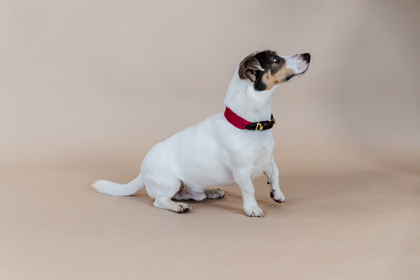 Obroża dla psa Kentucky Dogwear Jacquard