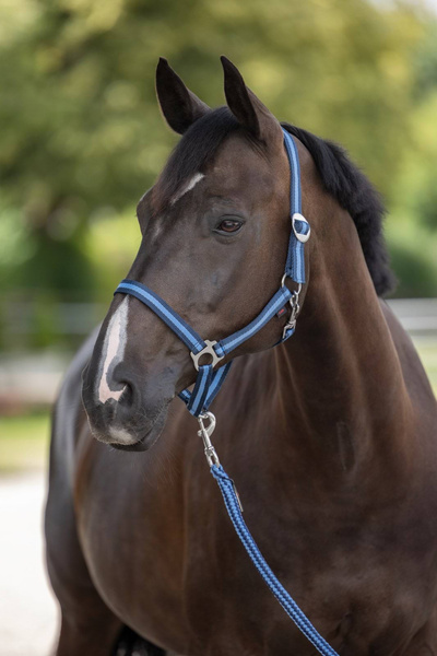 Kantar dla konia Covalliero Hippo