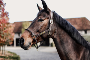 Kantar z nachrapnikiem sznurkowym Kentucky Horsewear Leather Rope