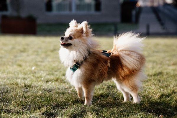 Szelki dla psa Kentucky Dogwear Loop Velvet