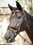 Ogłowie z nachrapnikiem angielskim kombinowanym z paskiem krzyżowym Equiline Ready to Ride
