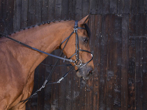 Gog skórzany Riding World