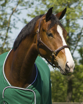 Kantar skórzany QHP Delicate